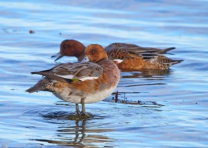 Vinterfåglar på Ribersborgsstranden