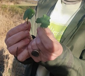 Vilda växter promenad