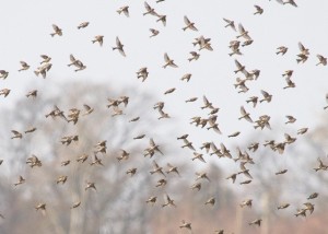 Flyttfåglar vid Lernacken