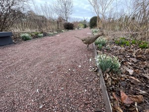 Snödroppsvandring i Slottsträdgården 