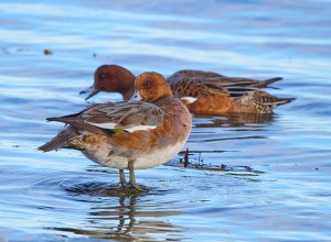 vinterfglarpribersborgsstranden