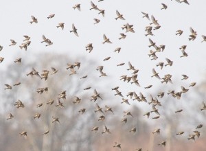 Flyttfåglar vid Lernacken