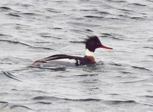 vinterfglarpribersborgsstranden